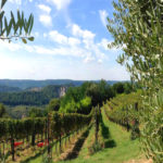 Paolo e Noemia d'Amico Vineyards