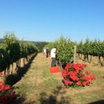 Paolo e Noemia d'Amico Vineyards_04